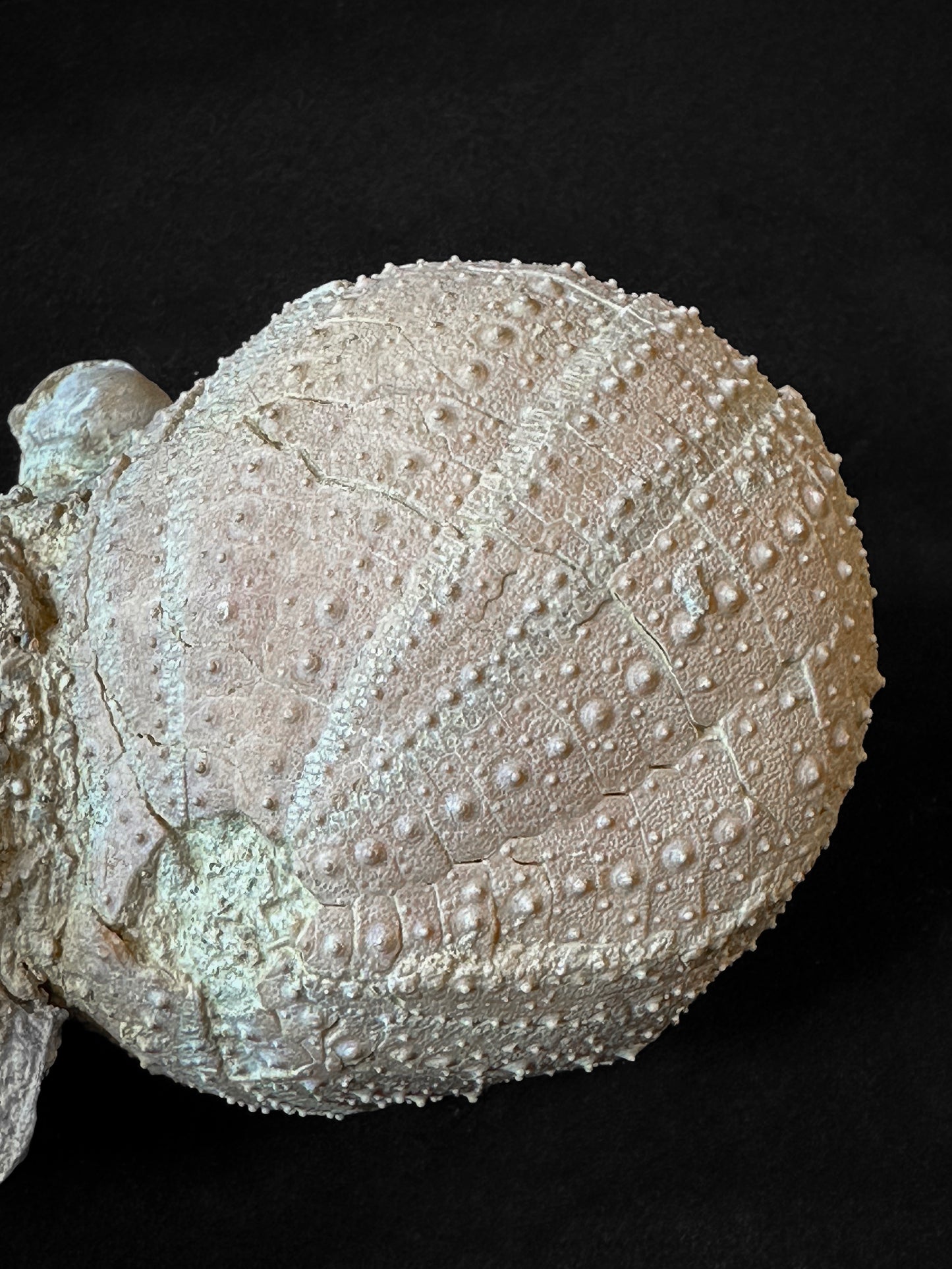 Sea urchin and fossil shells