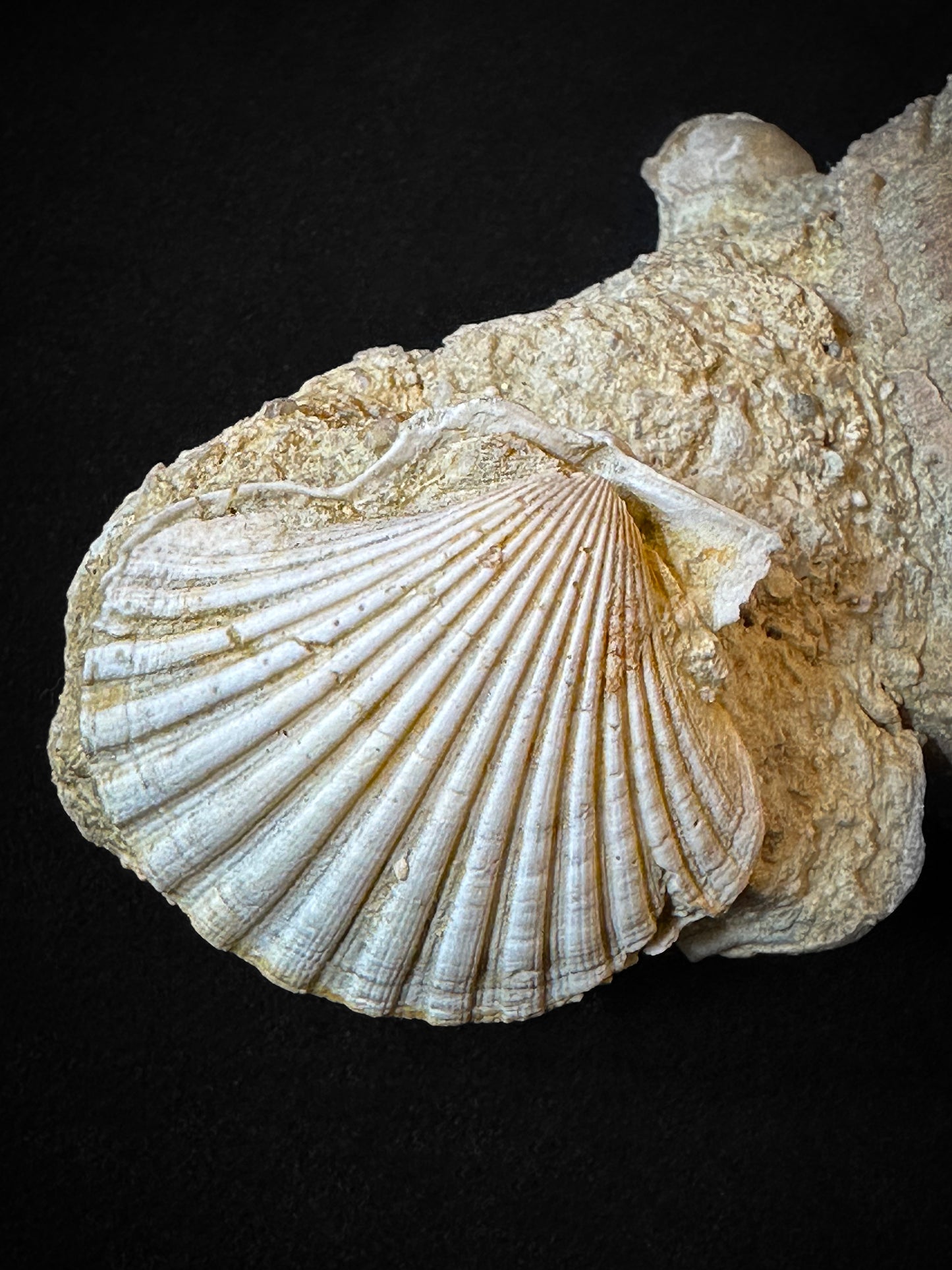 Sea urchin and fossil shells