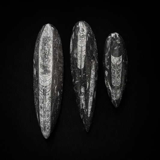 Grand orthocère fossile