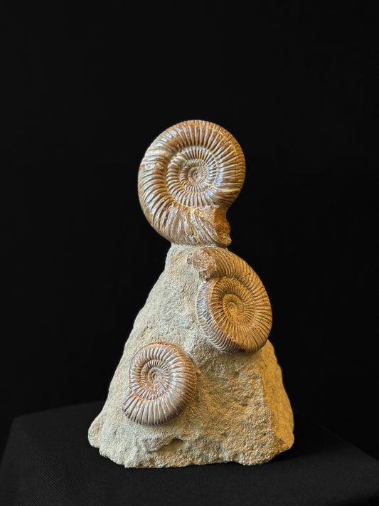 Bloc Ammonites perisphinctes
