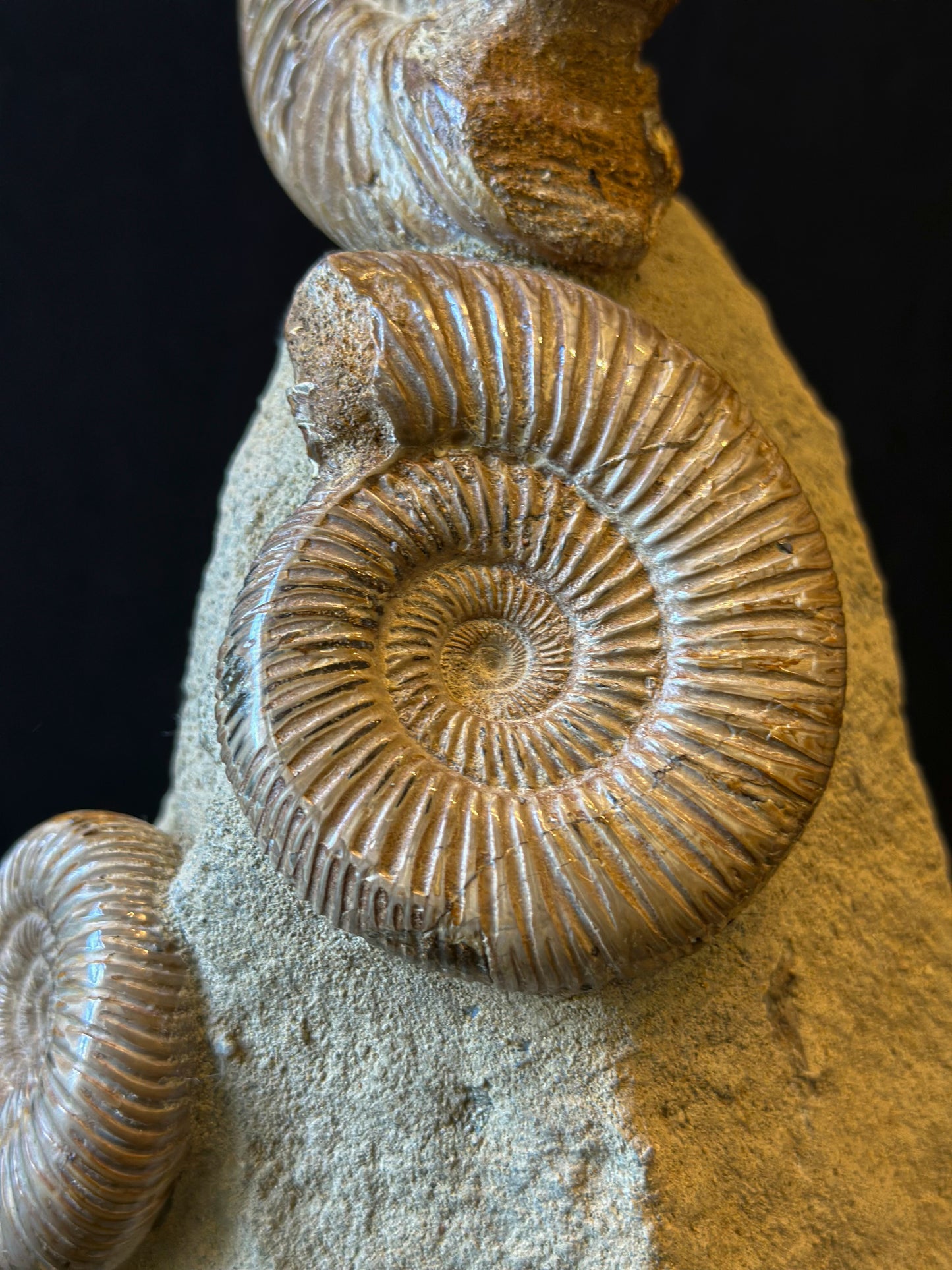 Bloc Ammonites perisphinctes