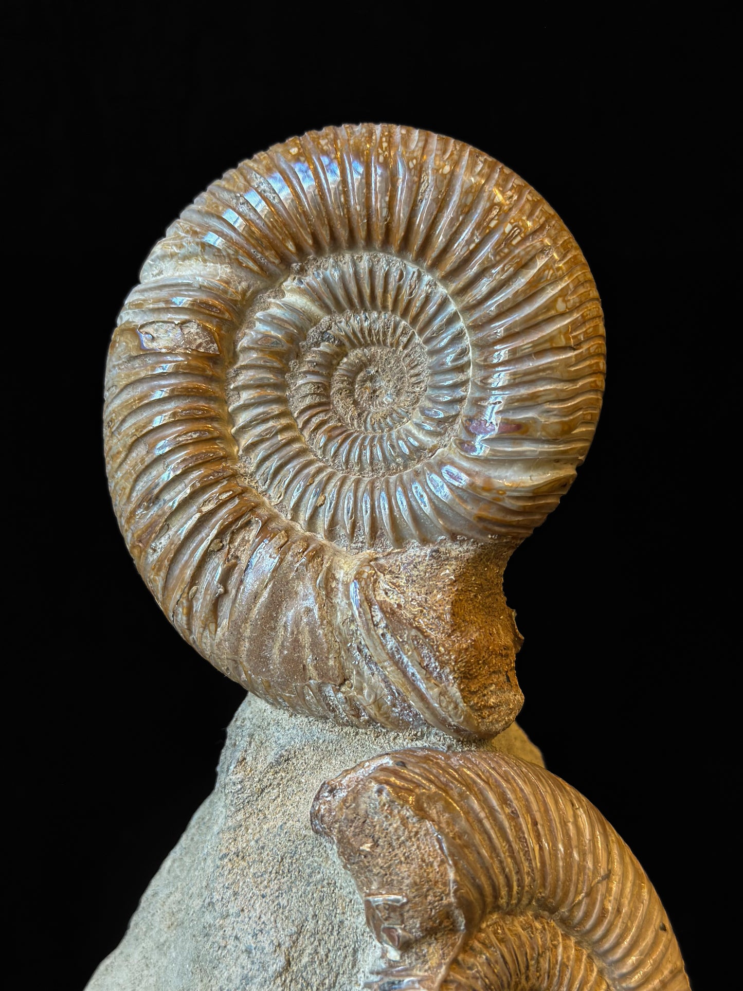 Bloc Ammonites perisphinctes