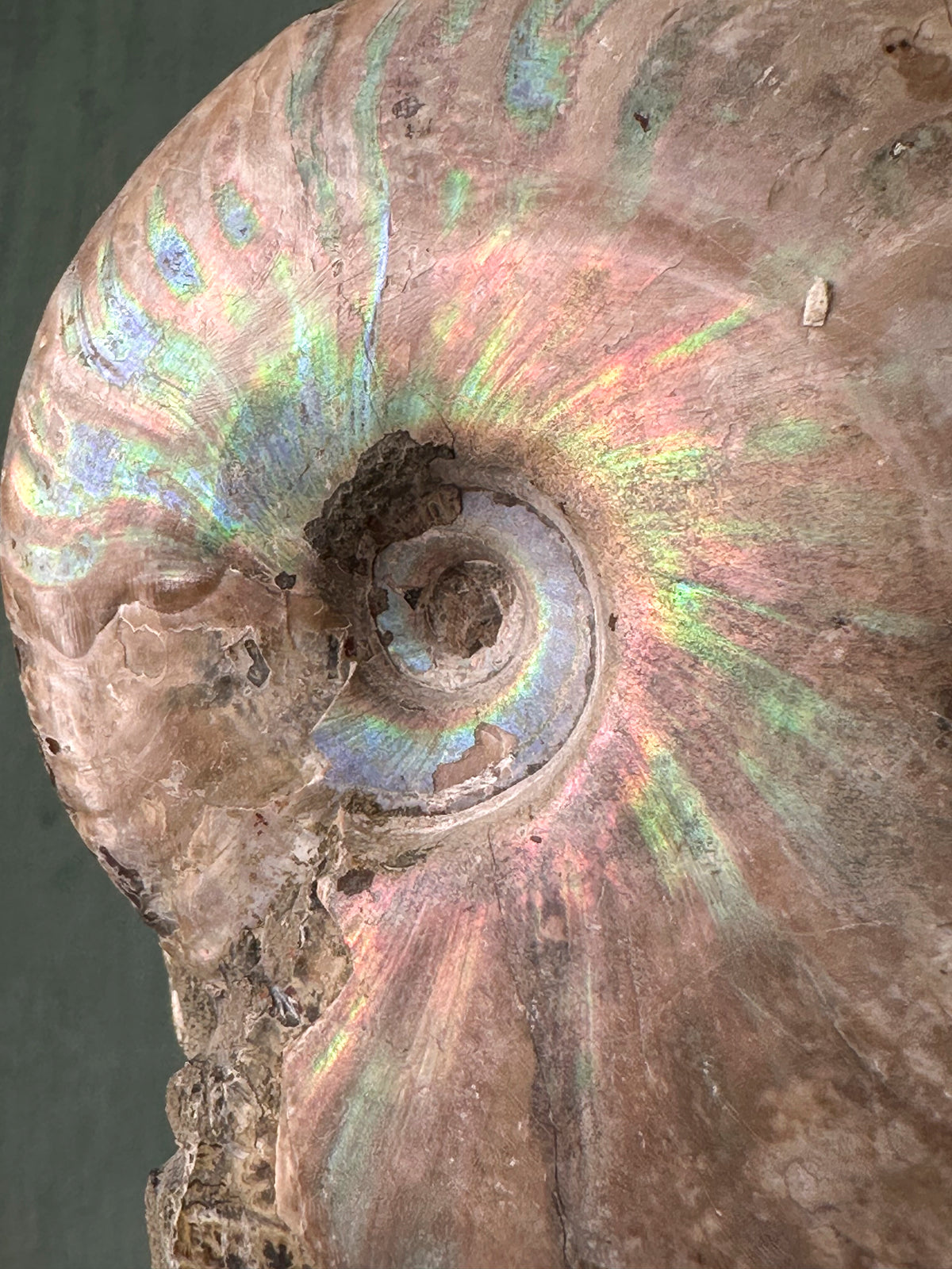 Bloc de 3 Ammonites Cleoniceras avec coquille nacrée