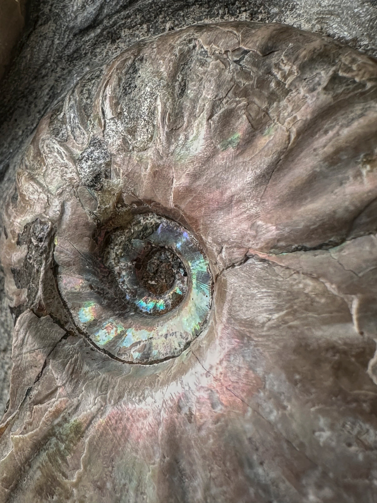 Bloc de 3 Ammonites Cleoniceras avec coquille nacrée