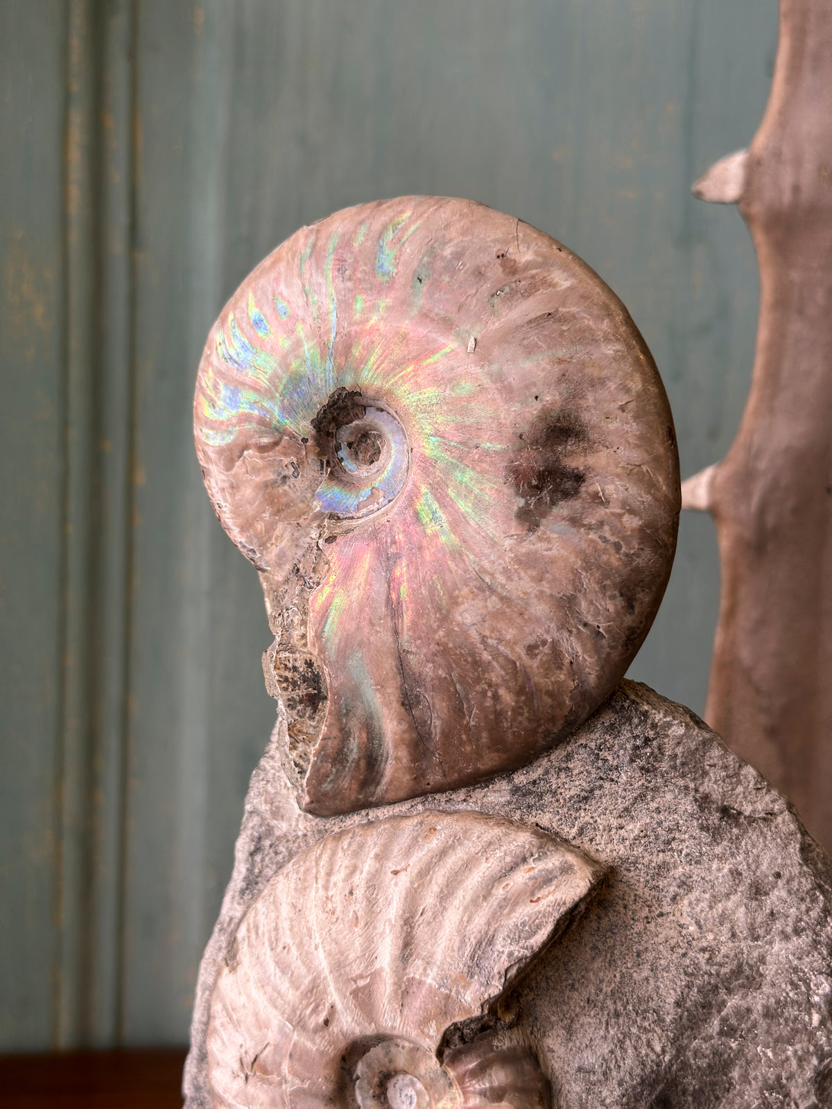 Bloc de 3 Ammonites Cleoniceras avec coquille nacrée