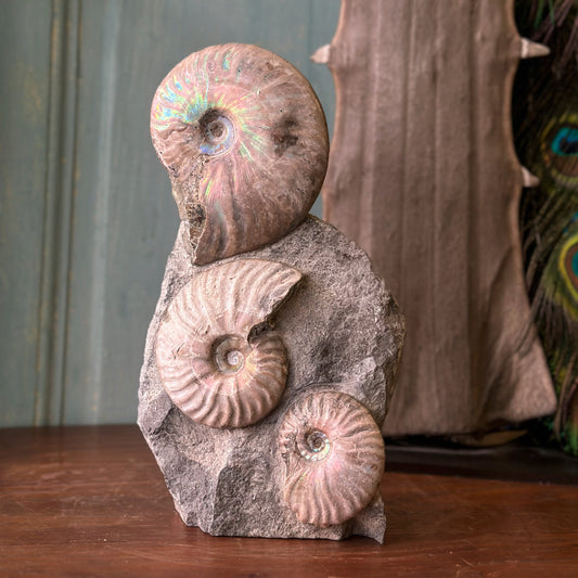 Bloc de 3 Ammonites Cleoniceras avec coquille nacrée