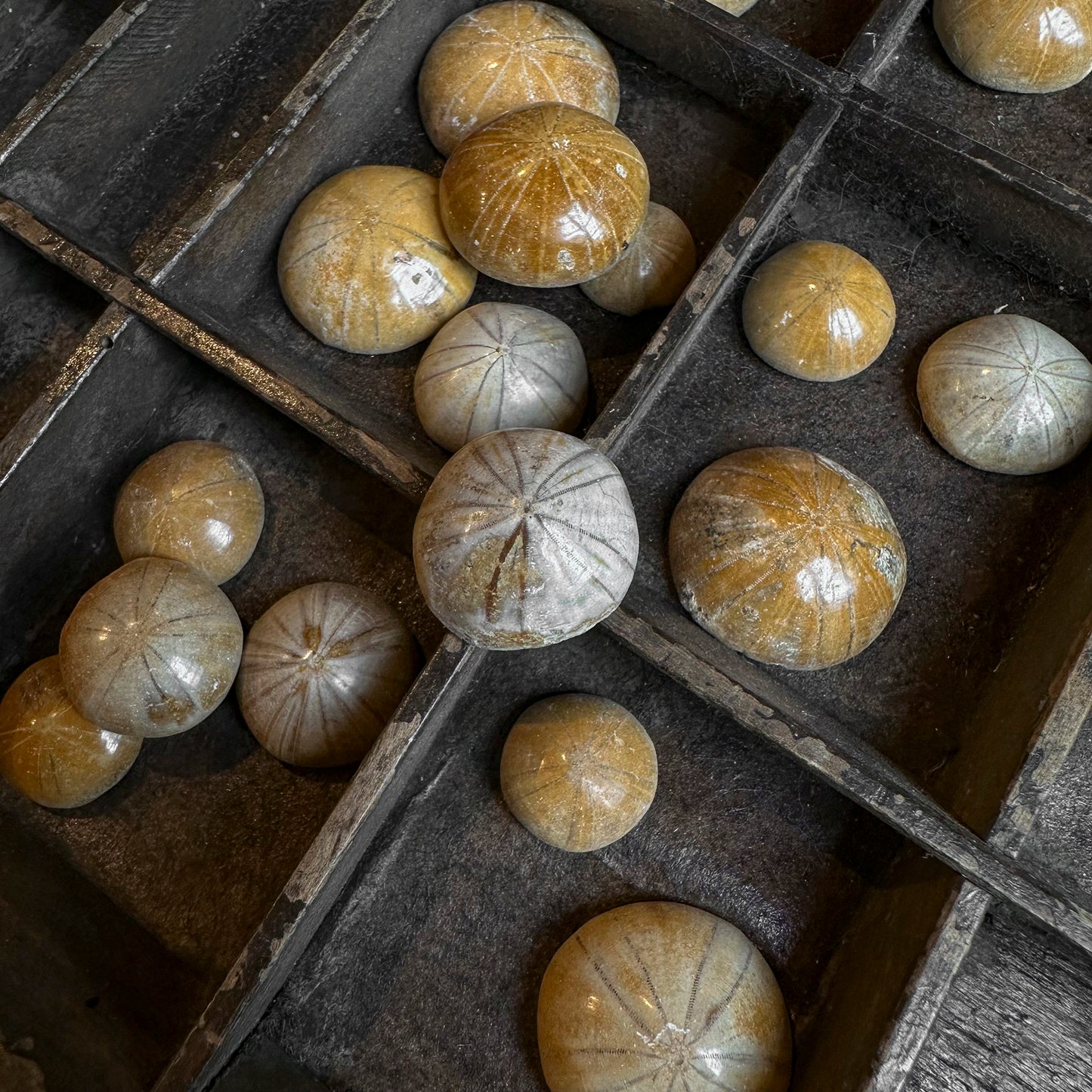 Fossil sea urchins