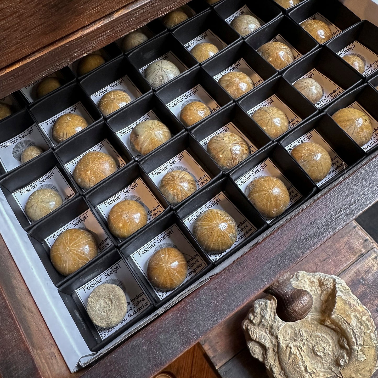 Fossil sea urchins