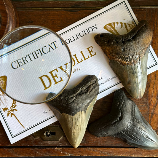 Dent de Carcharocles megalodon Miocene