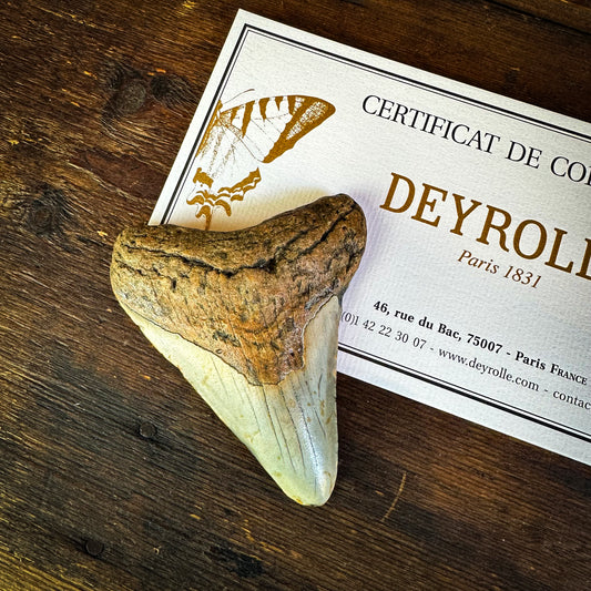 Dent de Mégalodon du Miocène beige