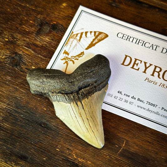 Dent de Mégalodon du Miocène noire
