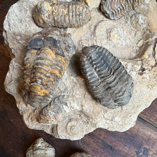 Calymene Trilobite