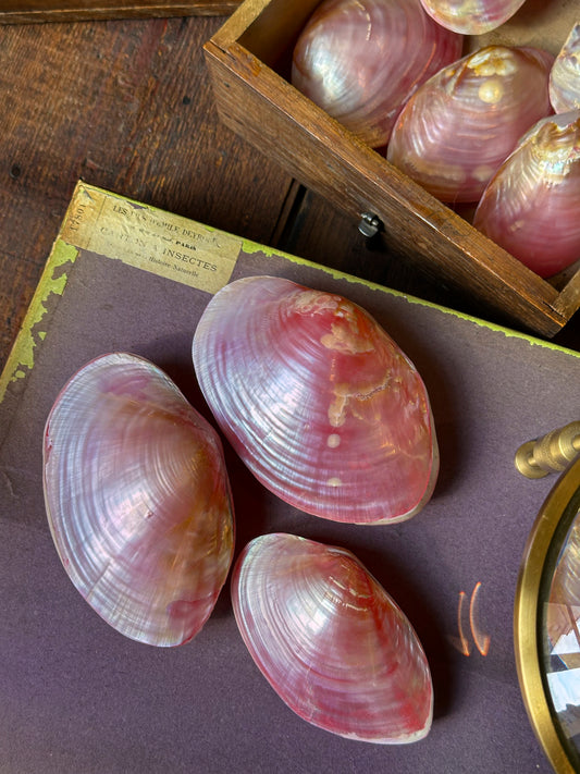 Bivalve rose Anodonta anatina