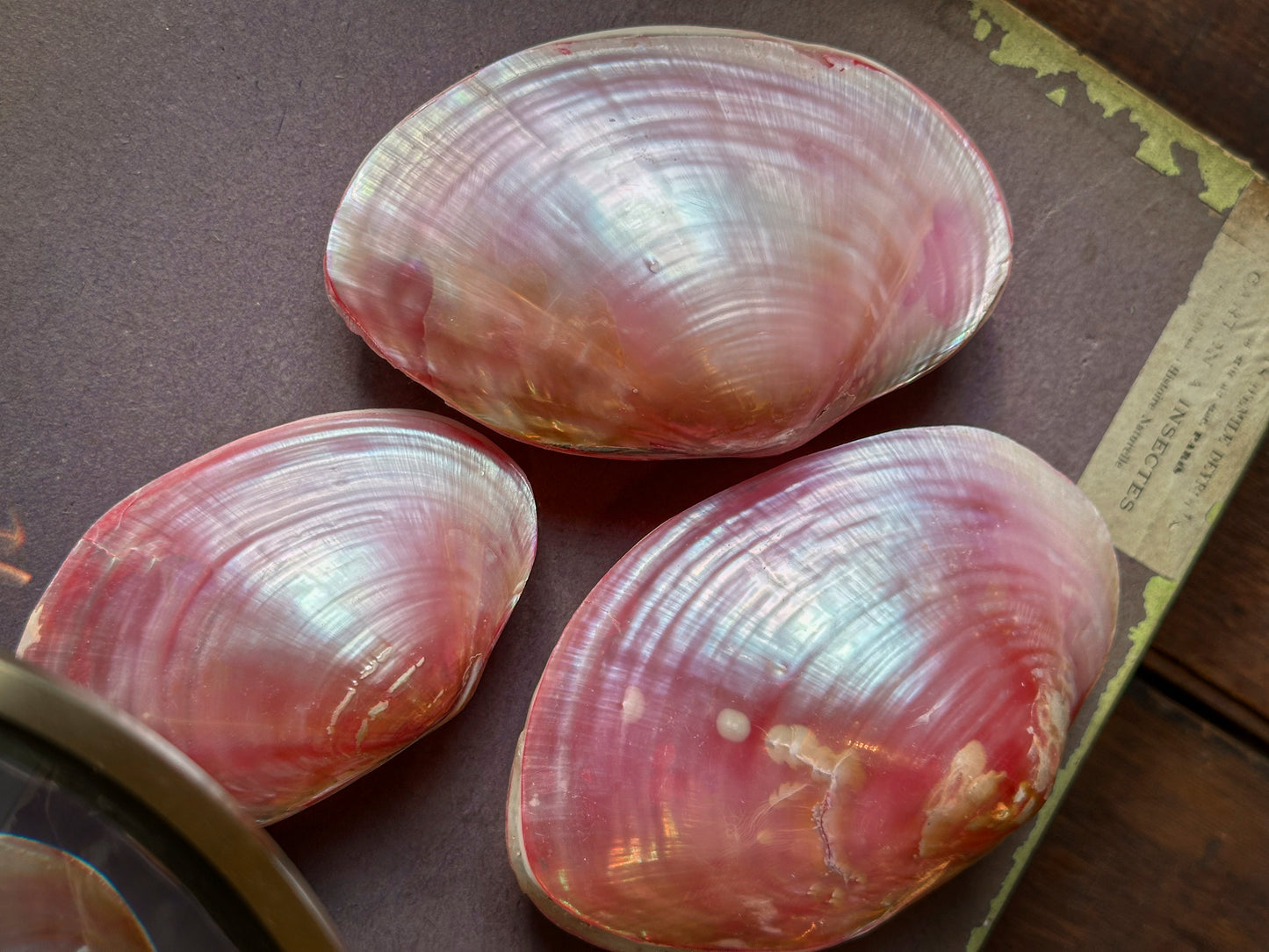Bivalve rose Anodonta anatina