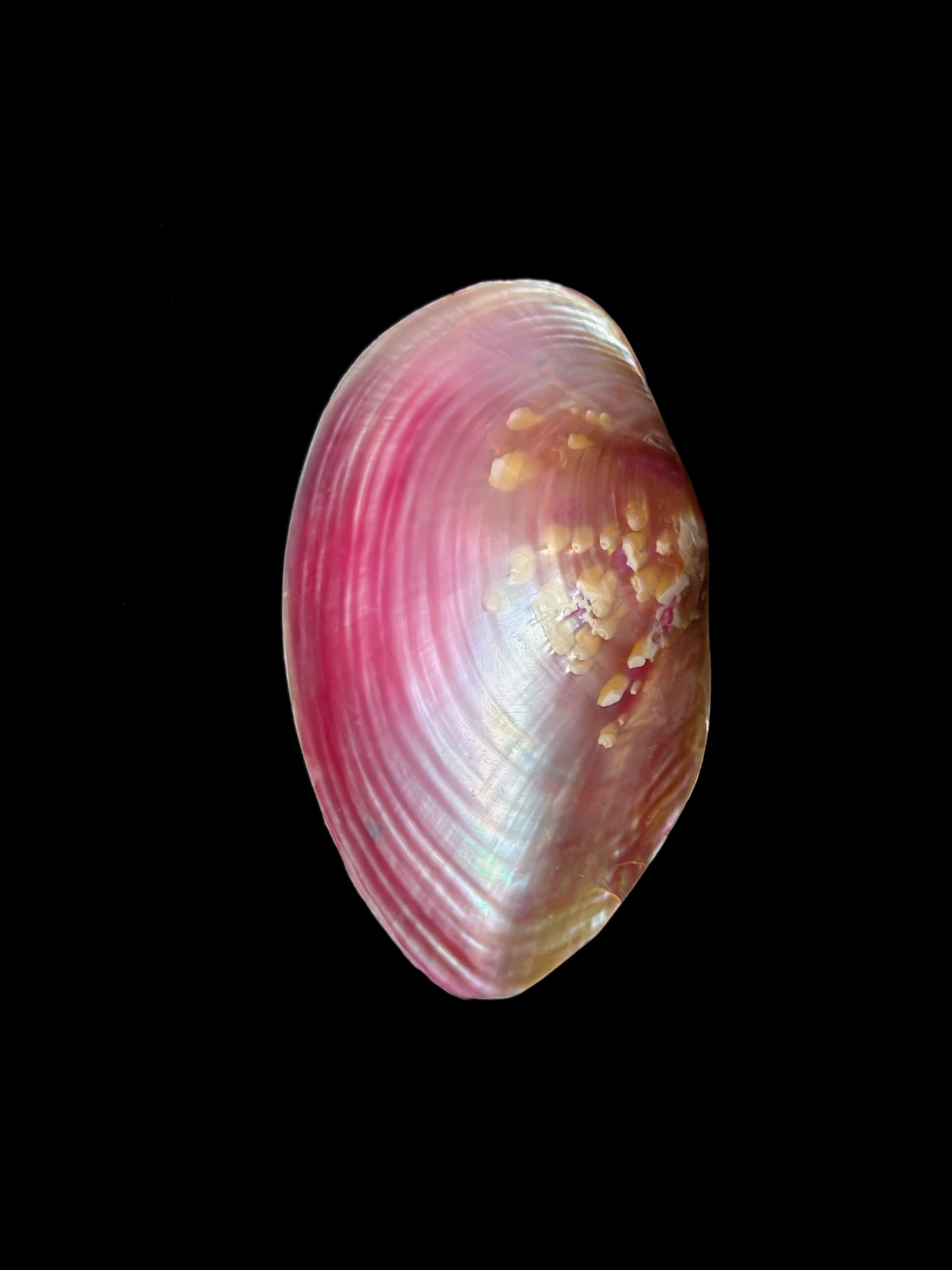 Bivalve rose Anodonta anatina