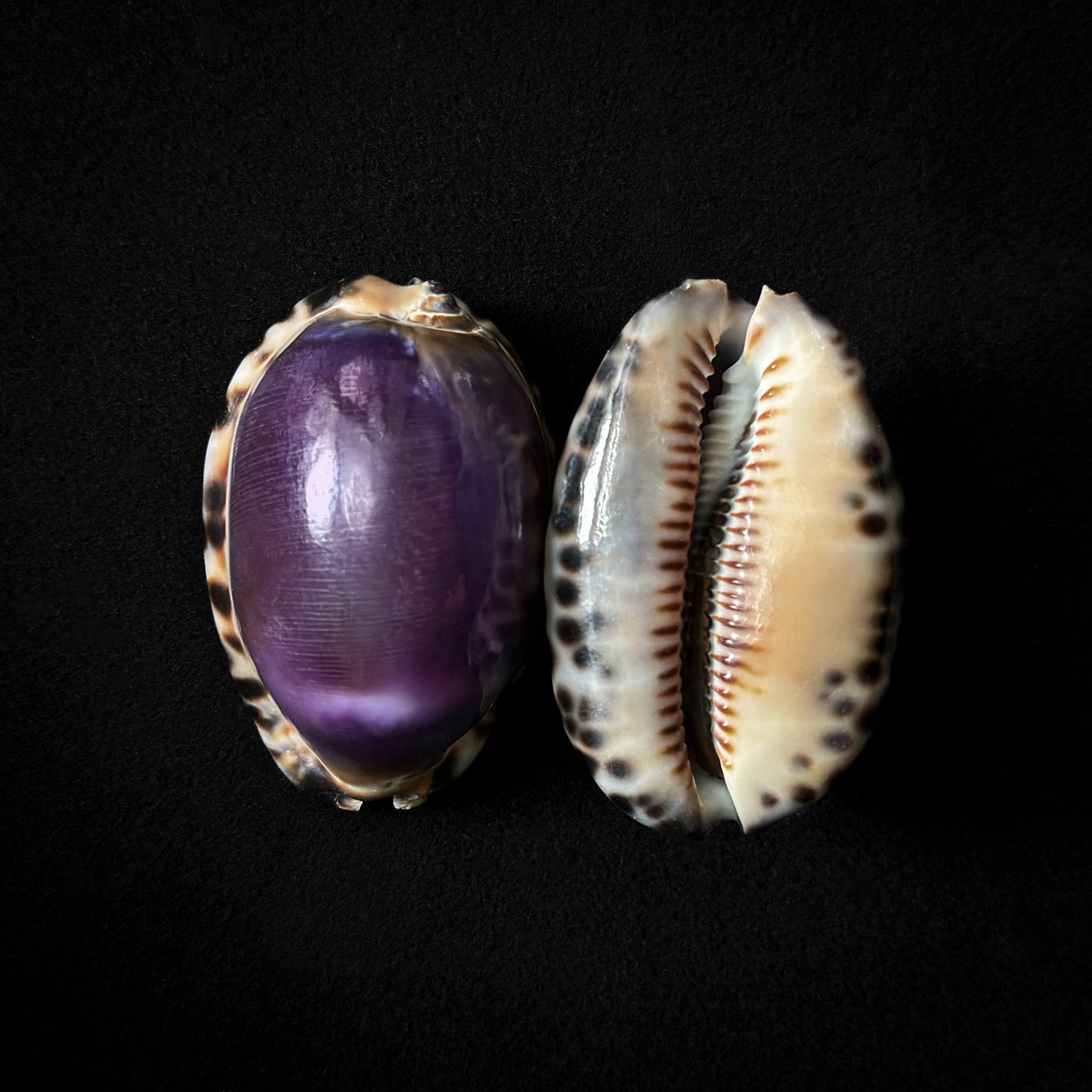 Cyprea eglantina violet