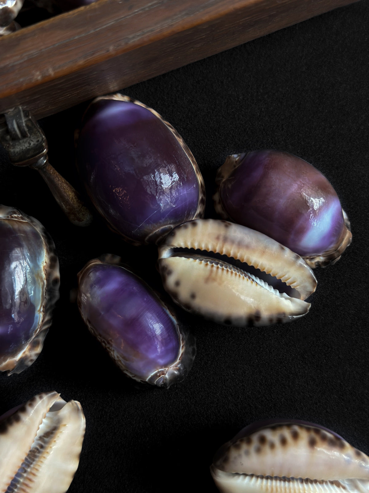 Cyprea Cyprea eglantina violet – Deyrolle