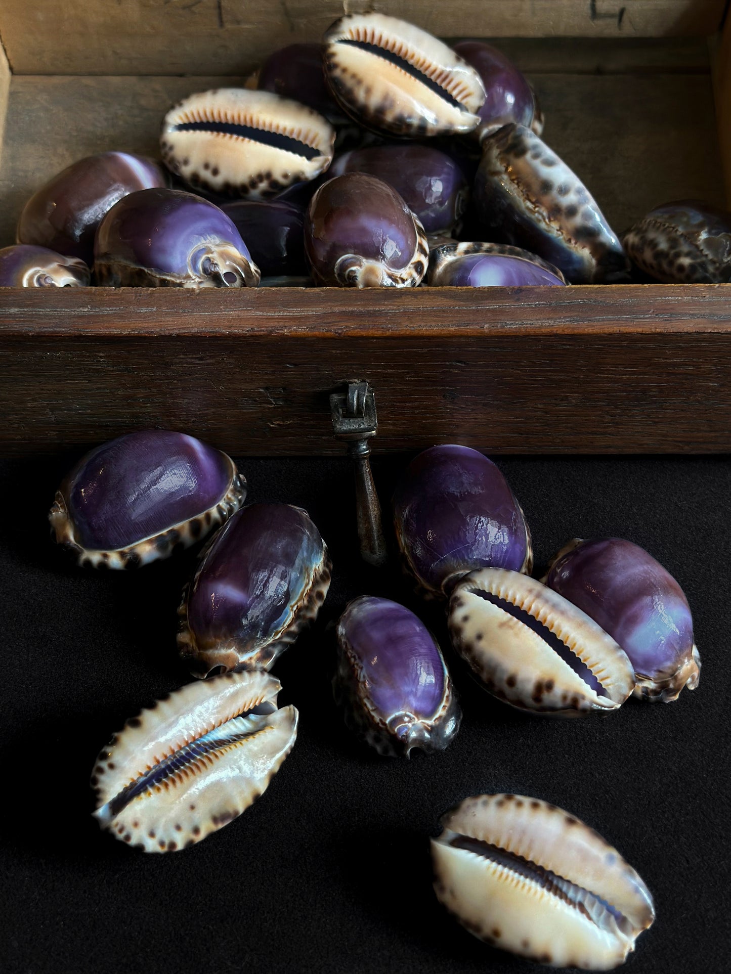 Cyprea eglantina violet