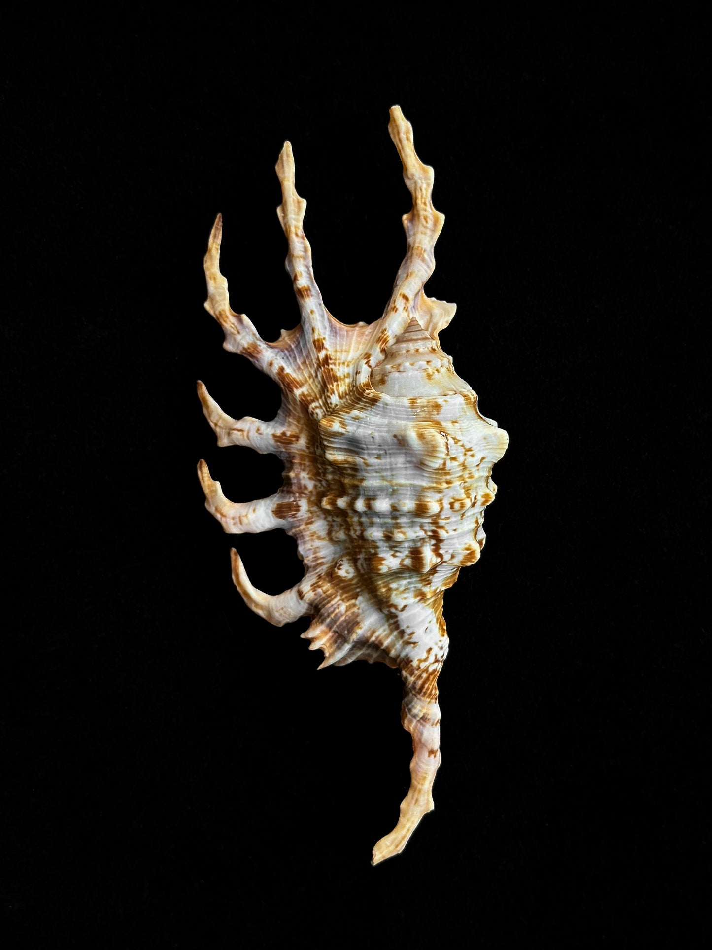 Lambis scorpius