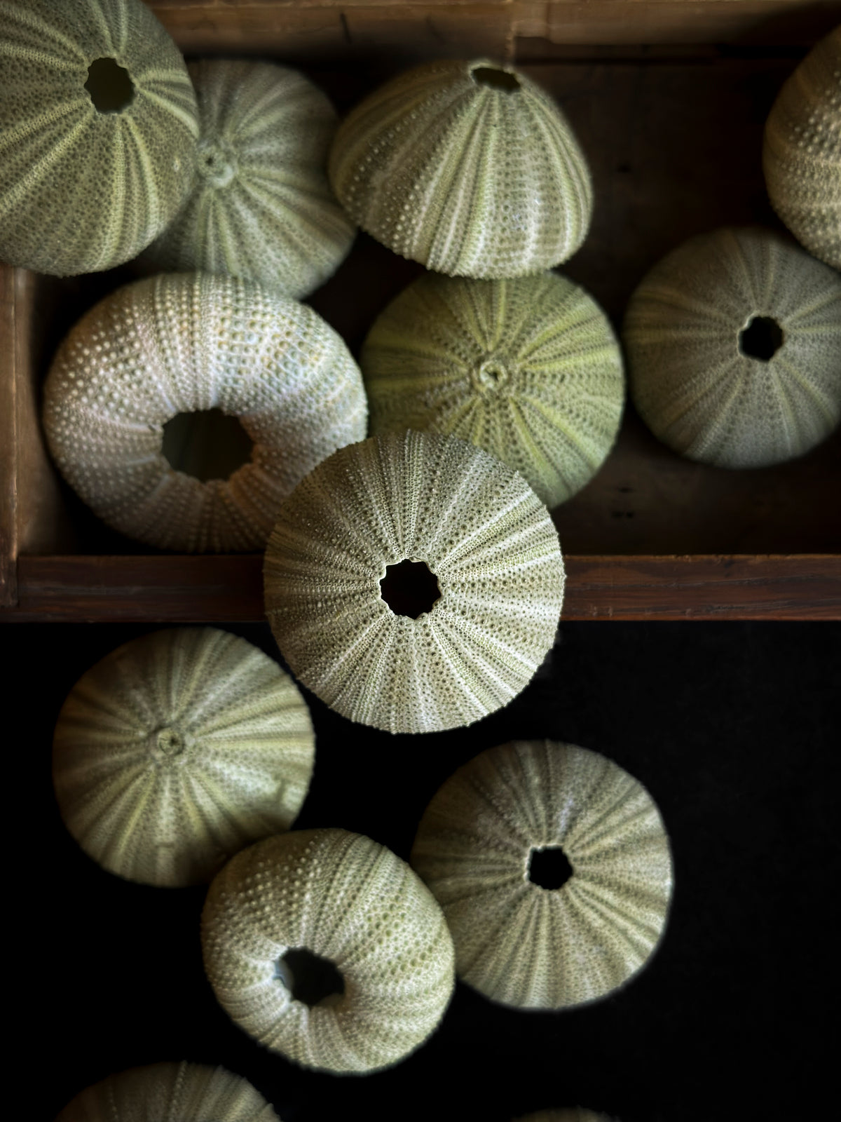 Oursin vert