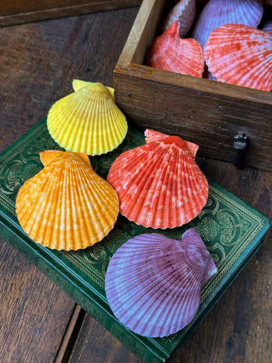 Pecten nobilis