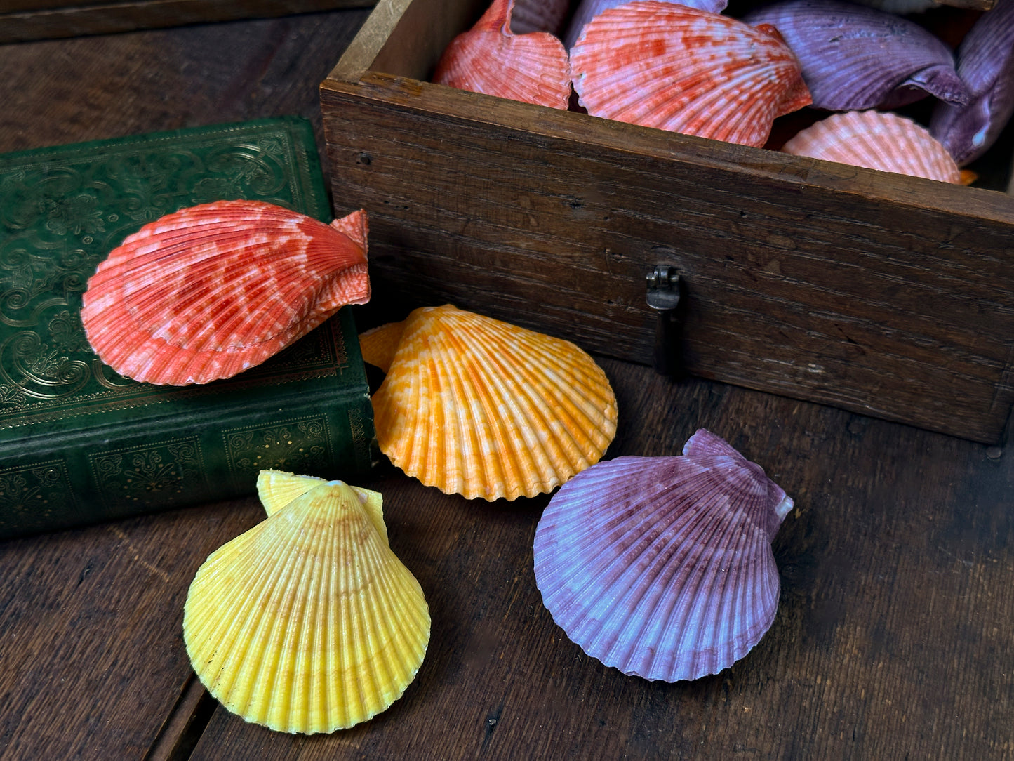 Pecten nobilis
