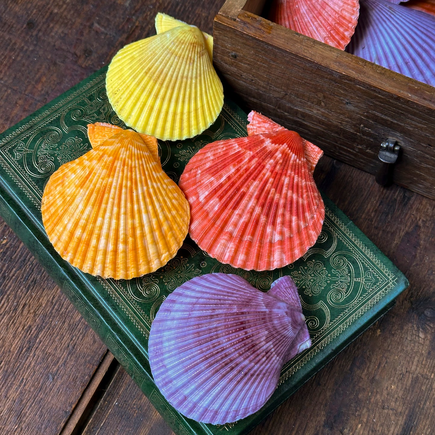 Pecten nobilis