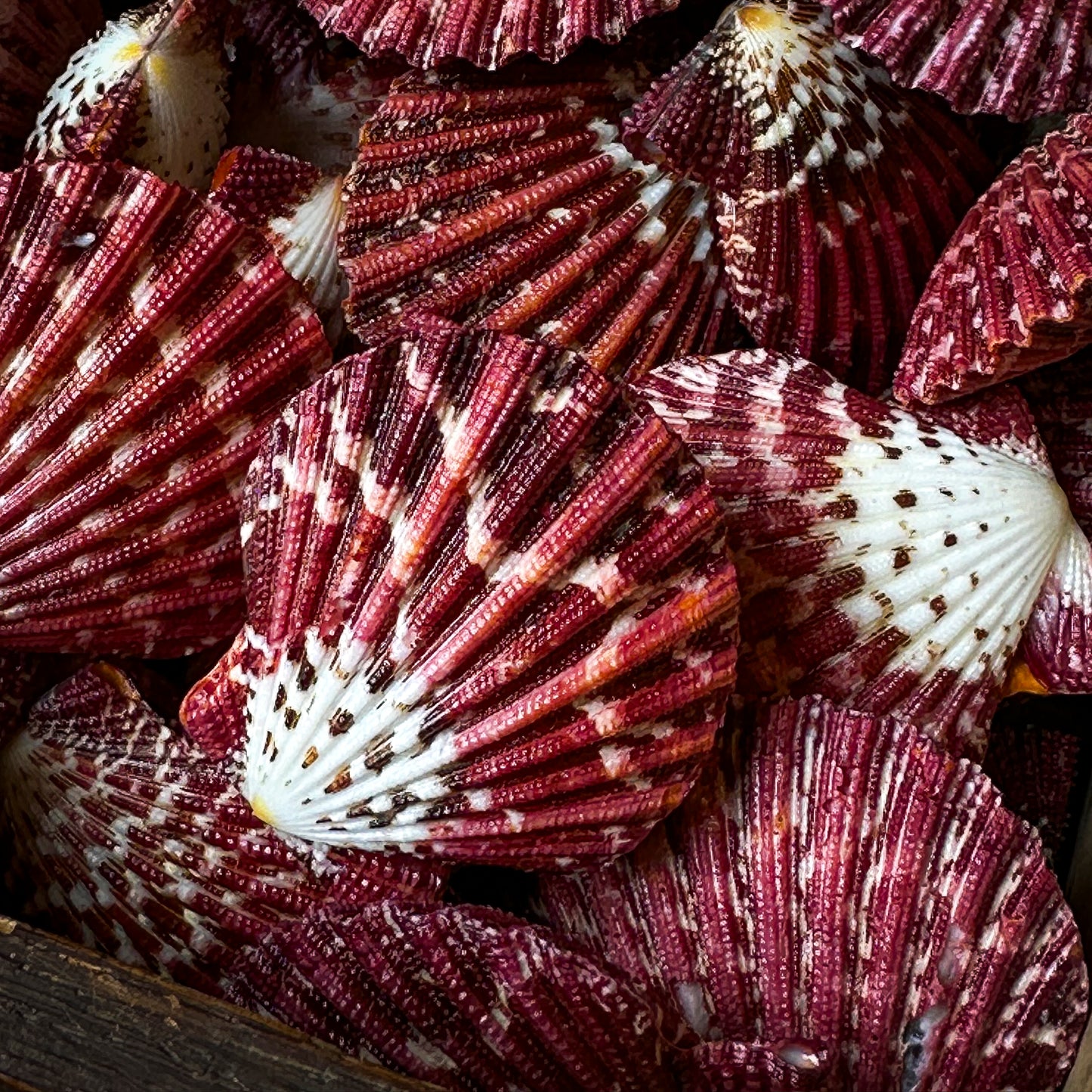 Pecten pallium