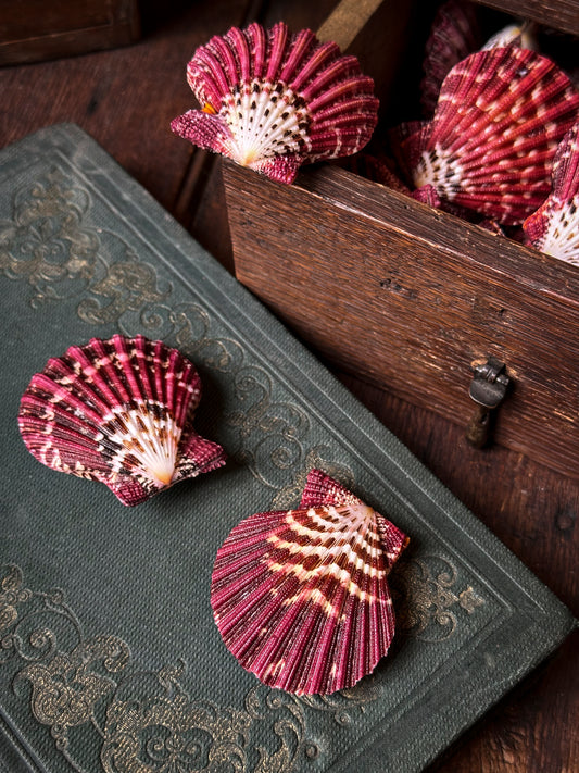 Pecten pallium