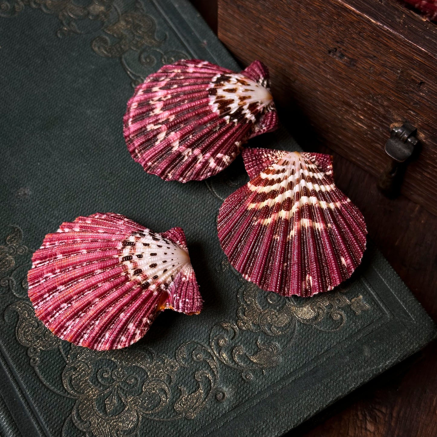 Pecten pallium