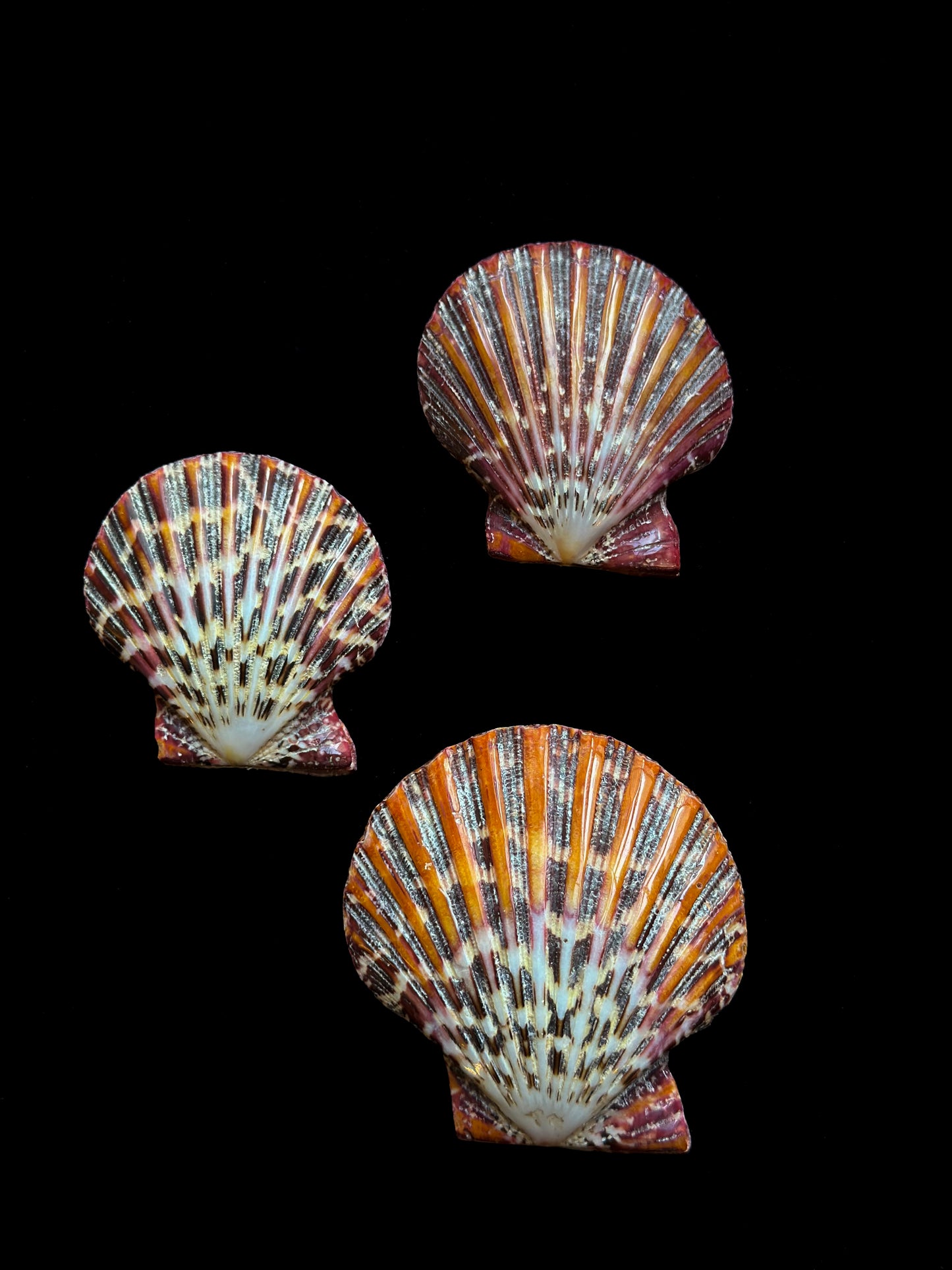 Pecten pallium poli