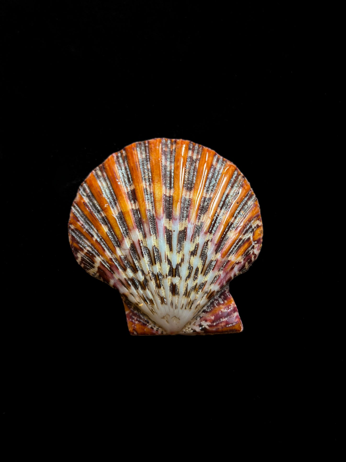 Pecten pallium poli