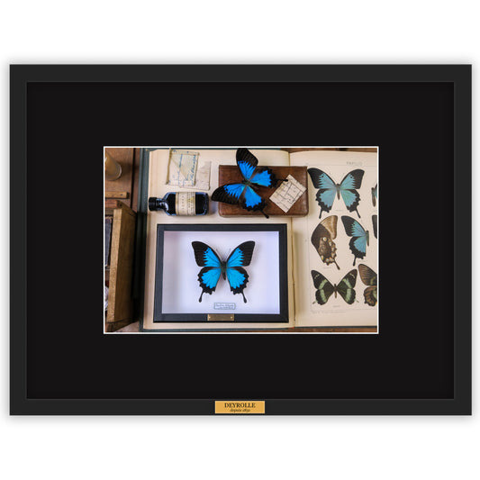 Photo "Papilio Ulysses"