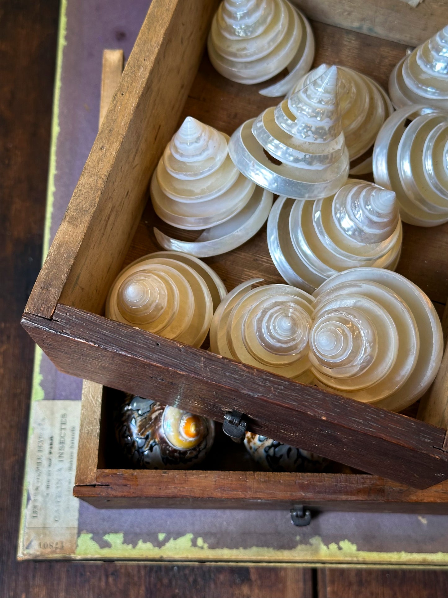 Trocha nacré spiralé