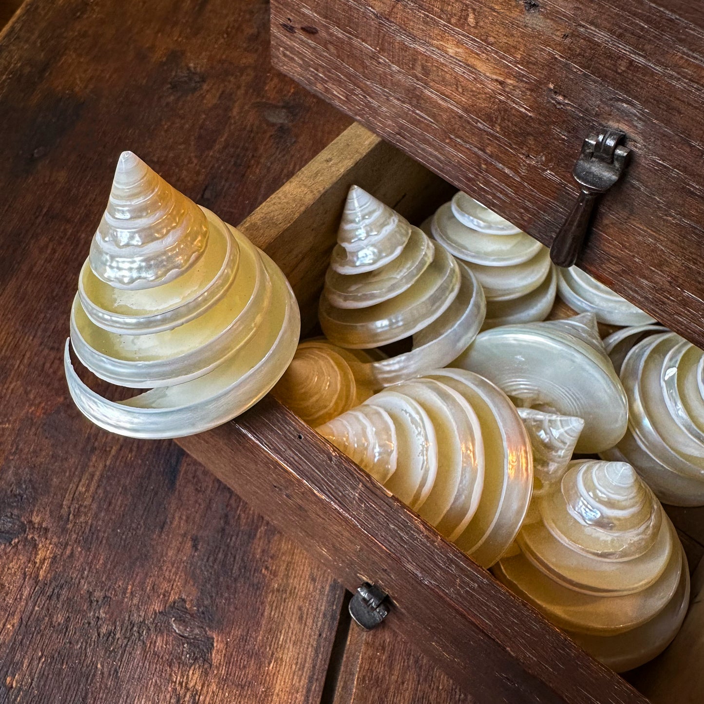 Trocha nacré spiralé