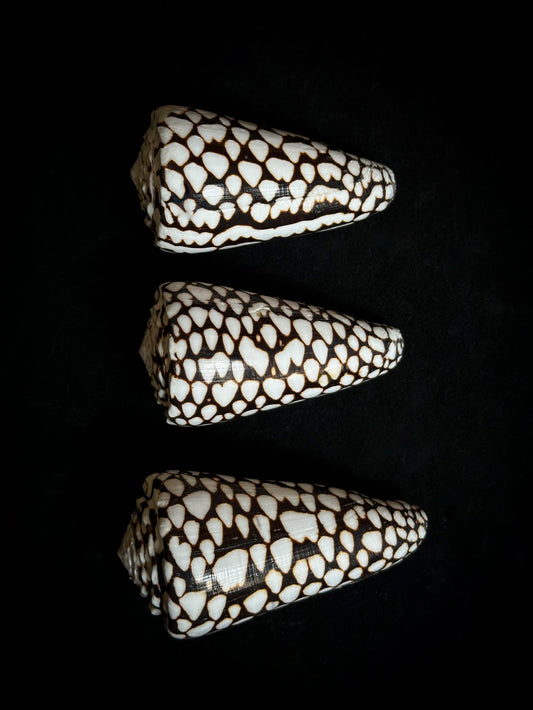 Conus marmoreus