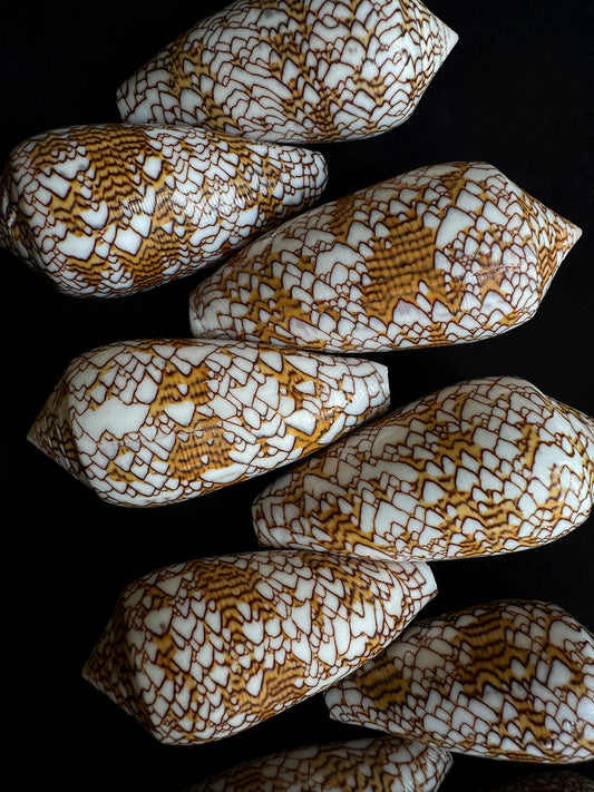 Conus textile