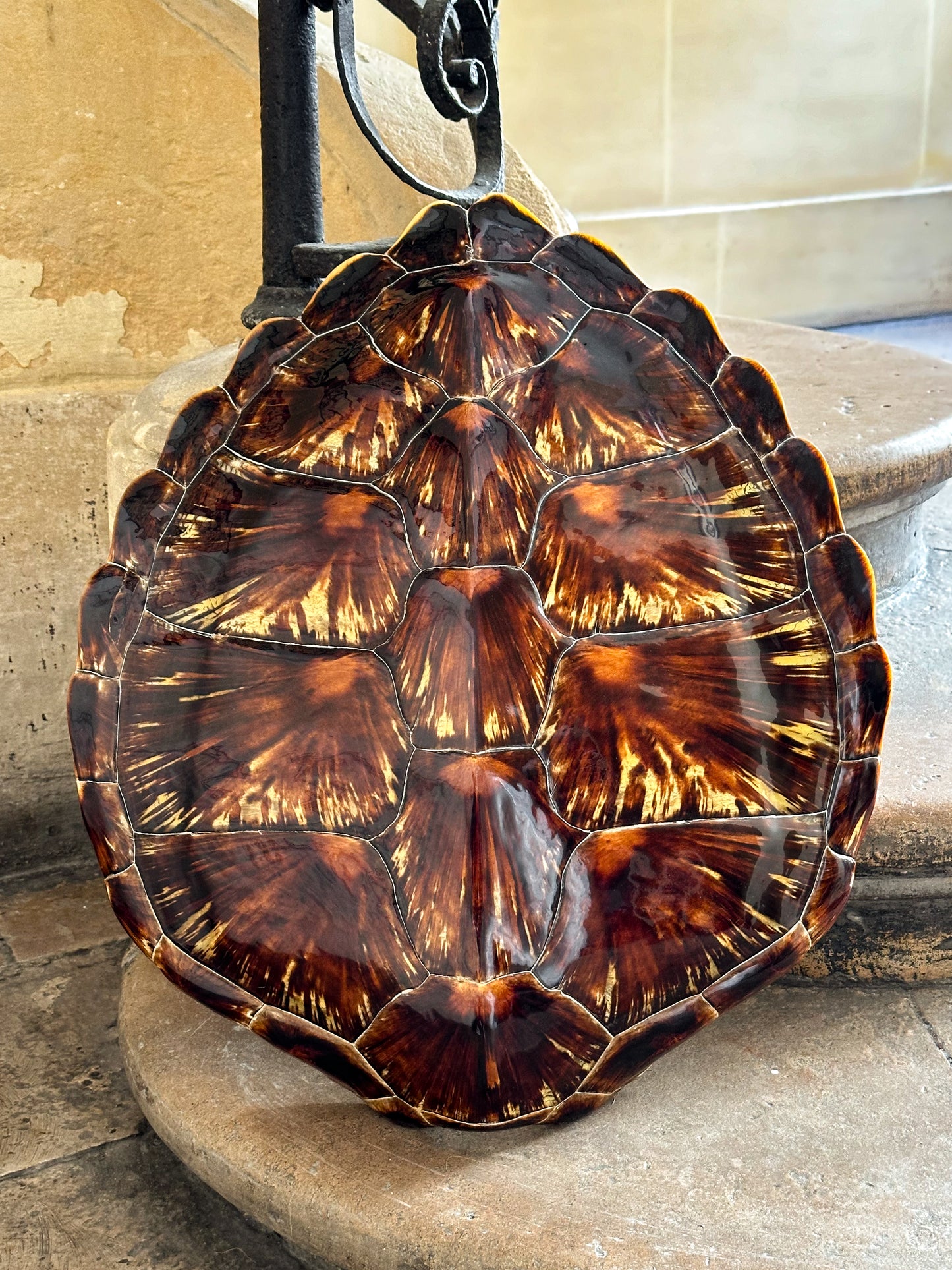 Chelonia turtle shell