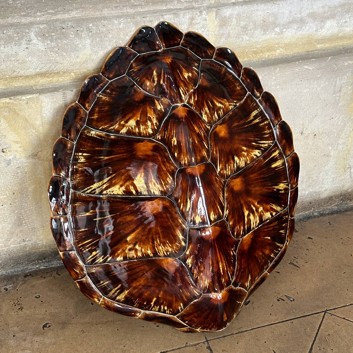 Carapace de tortue chelonia