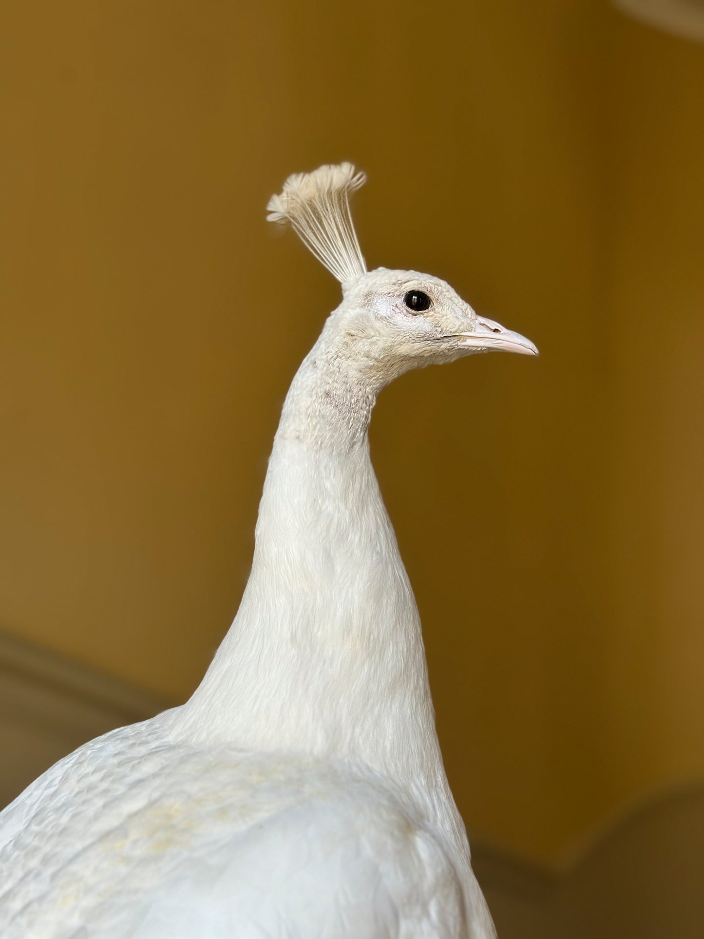Paon blanc sur socle en métal