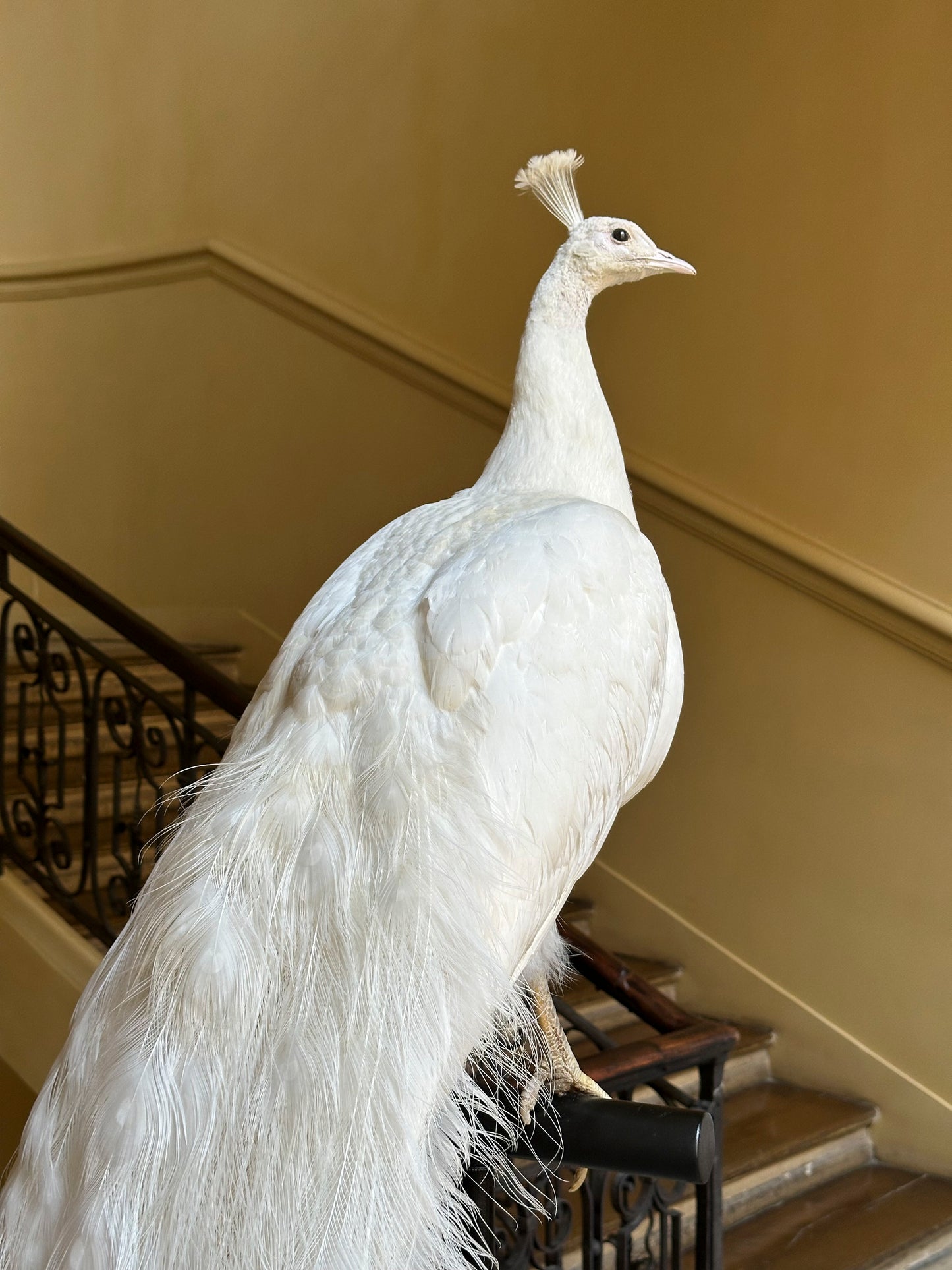 Paon blanc sur socle en métal