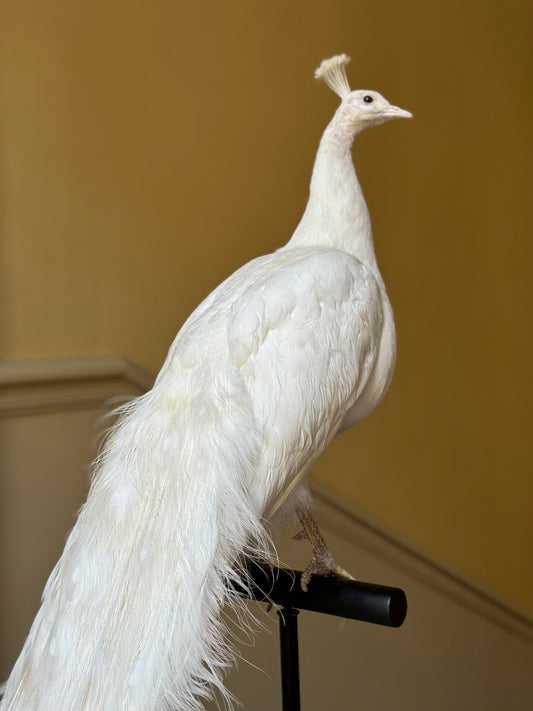 Paon blanc sur socle en métal