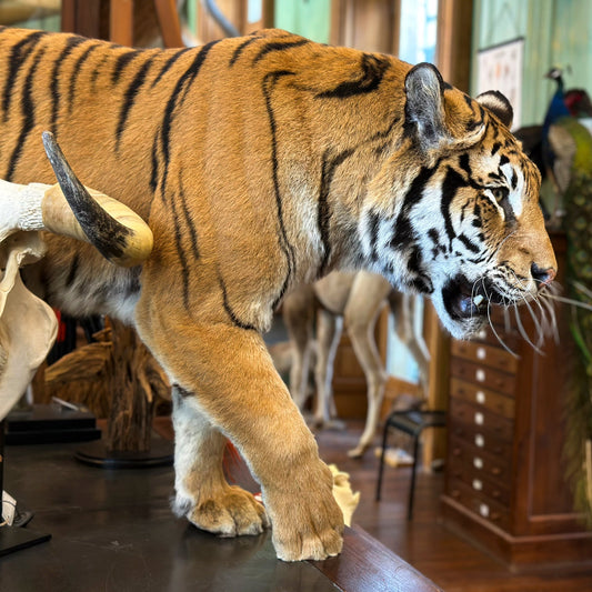 Tigresse en marche (Panthera tigris)