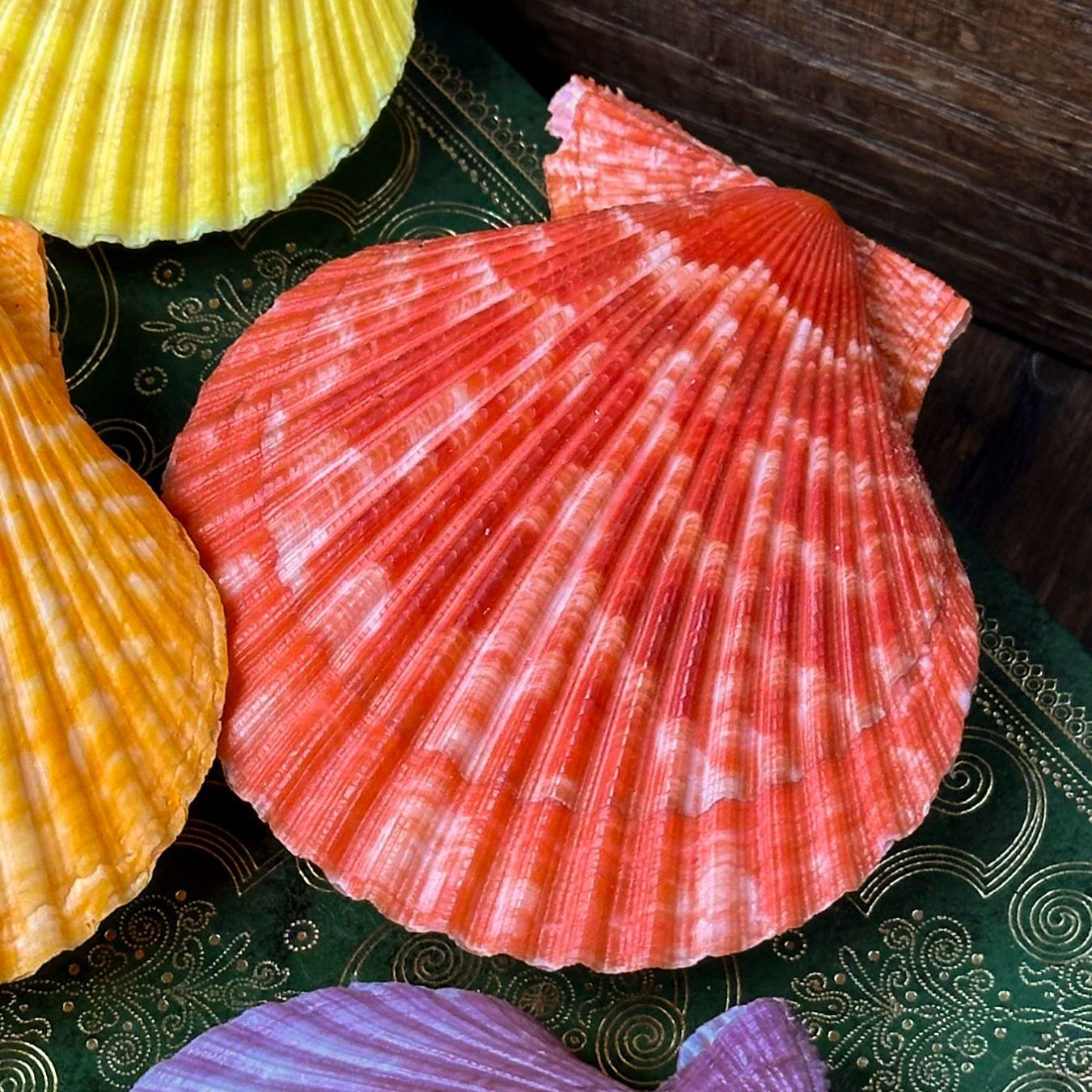 Pecten nobilis