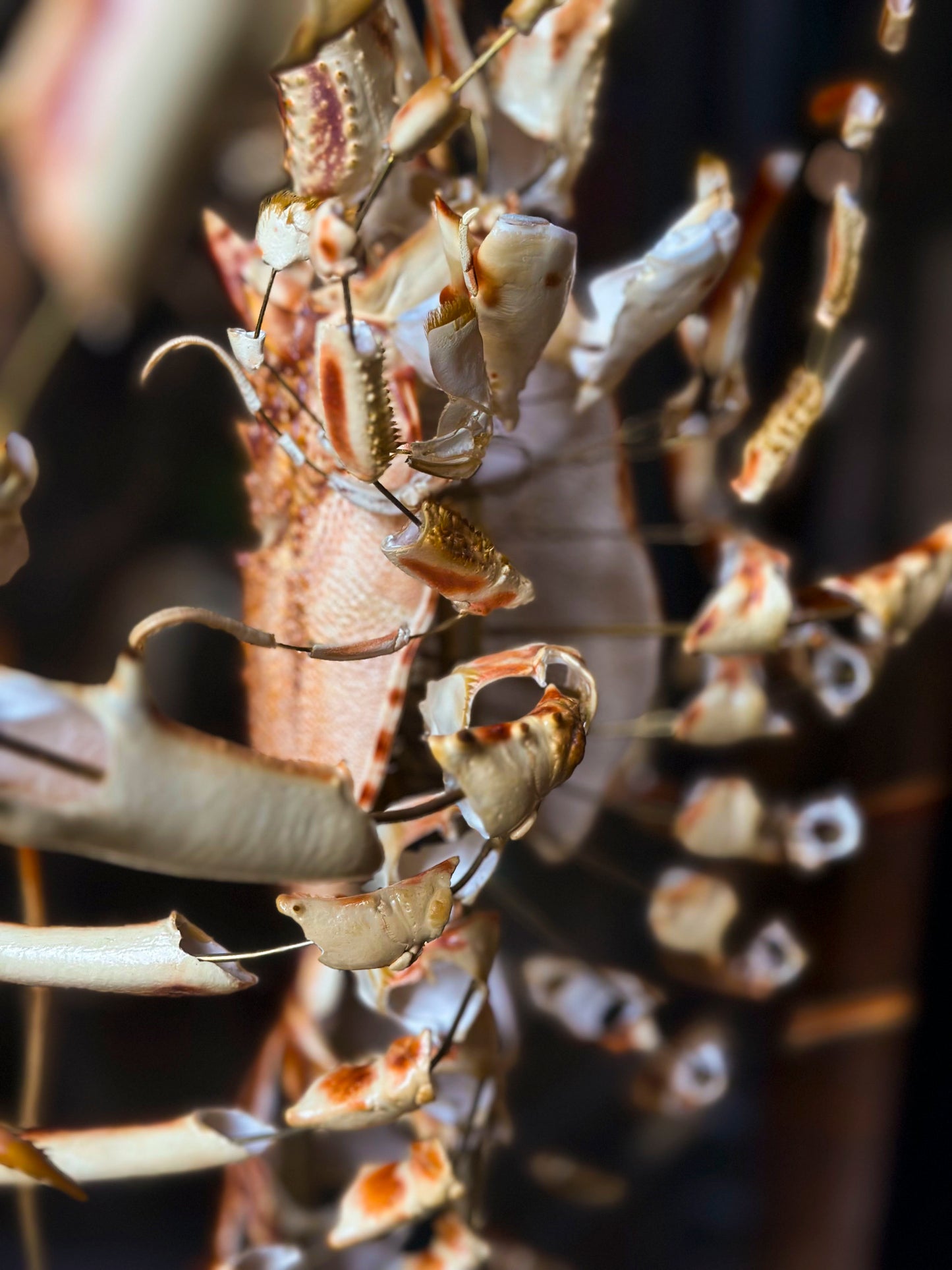 Lobster Explosion with Beauchêne