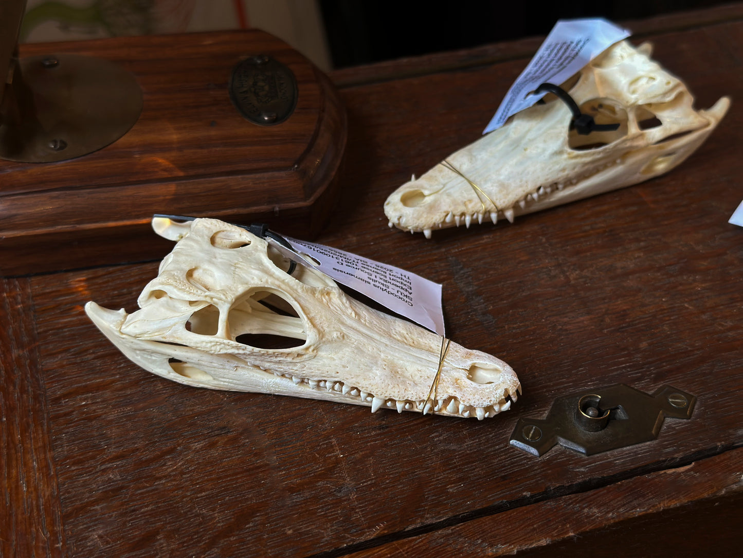 Siamese crocodile skull