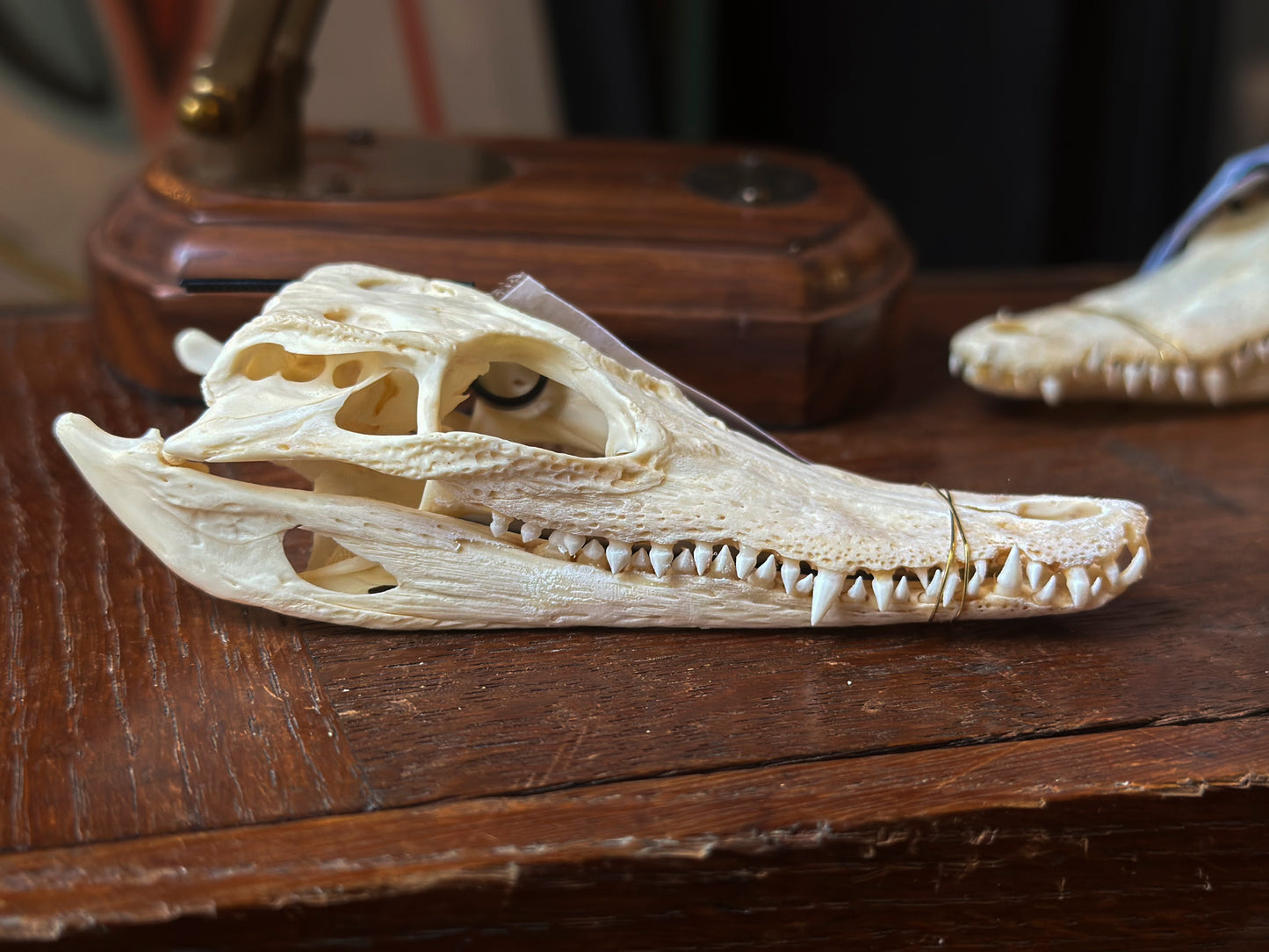 Siamese crocodile skull