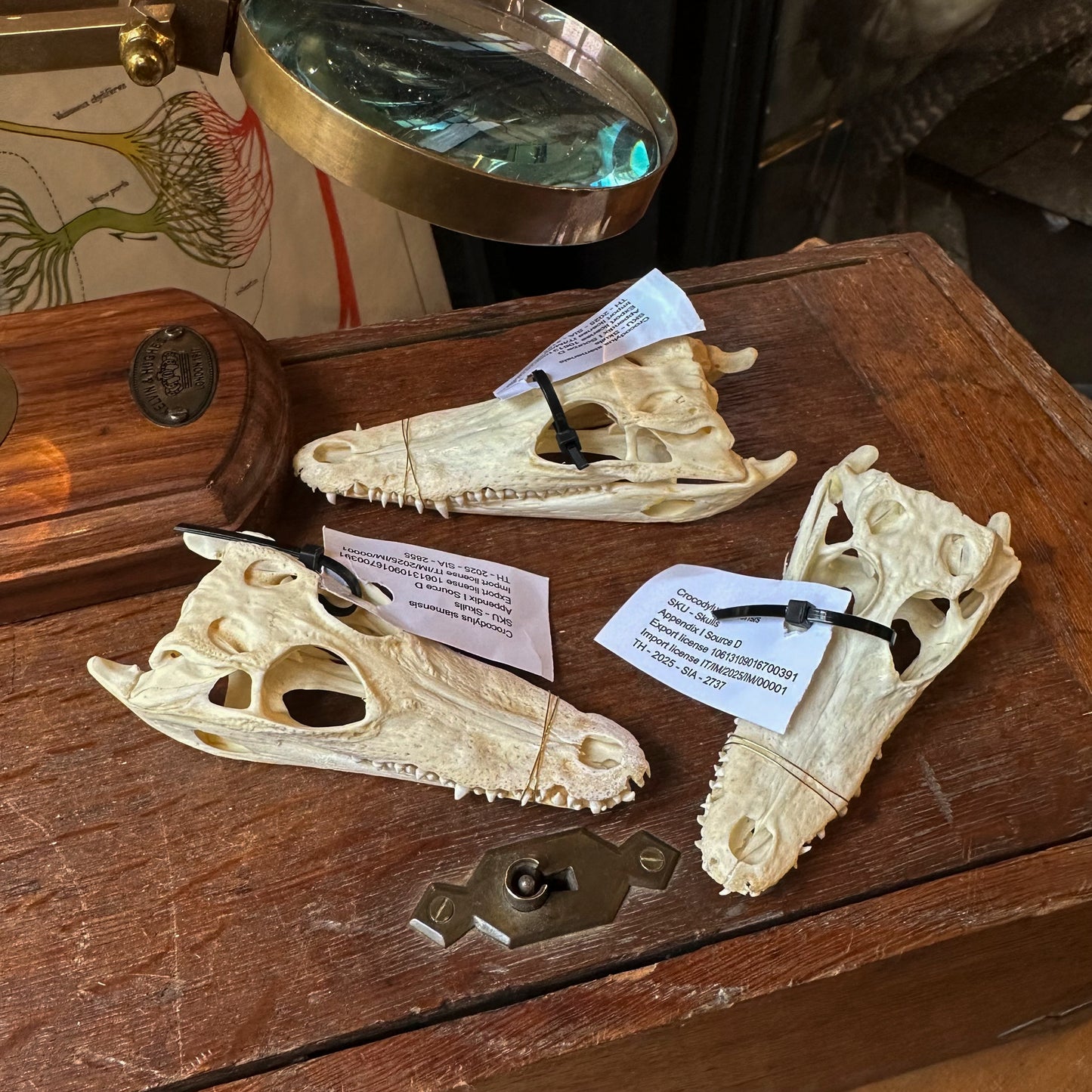 Siamese crocodile skull