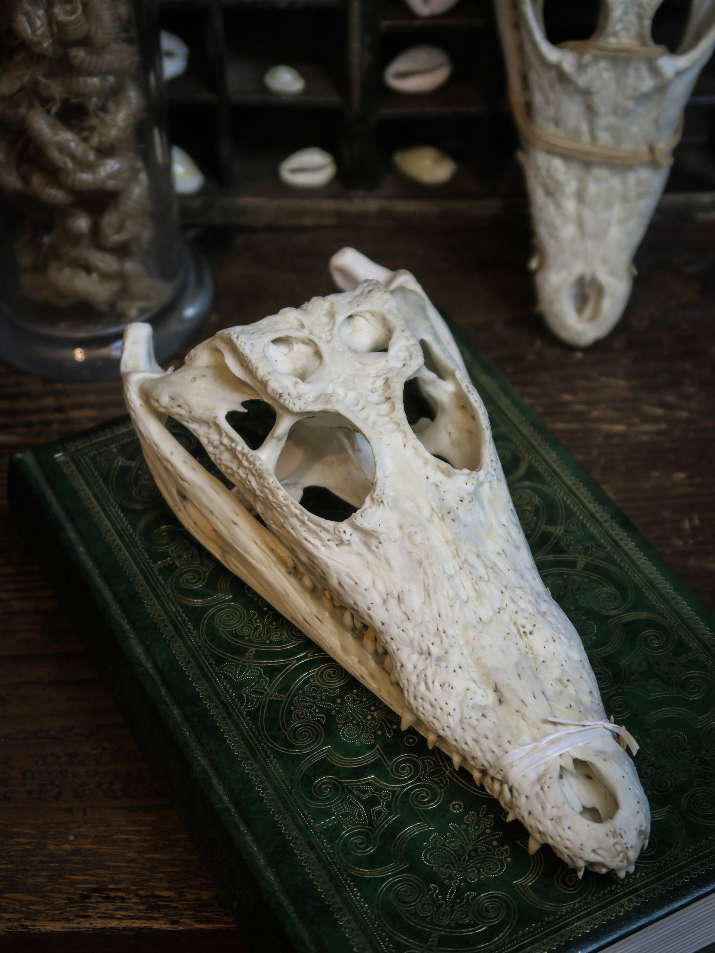 Crâne de crocodile de madagascar