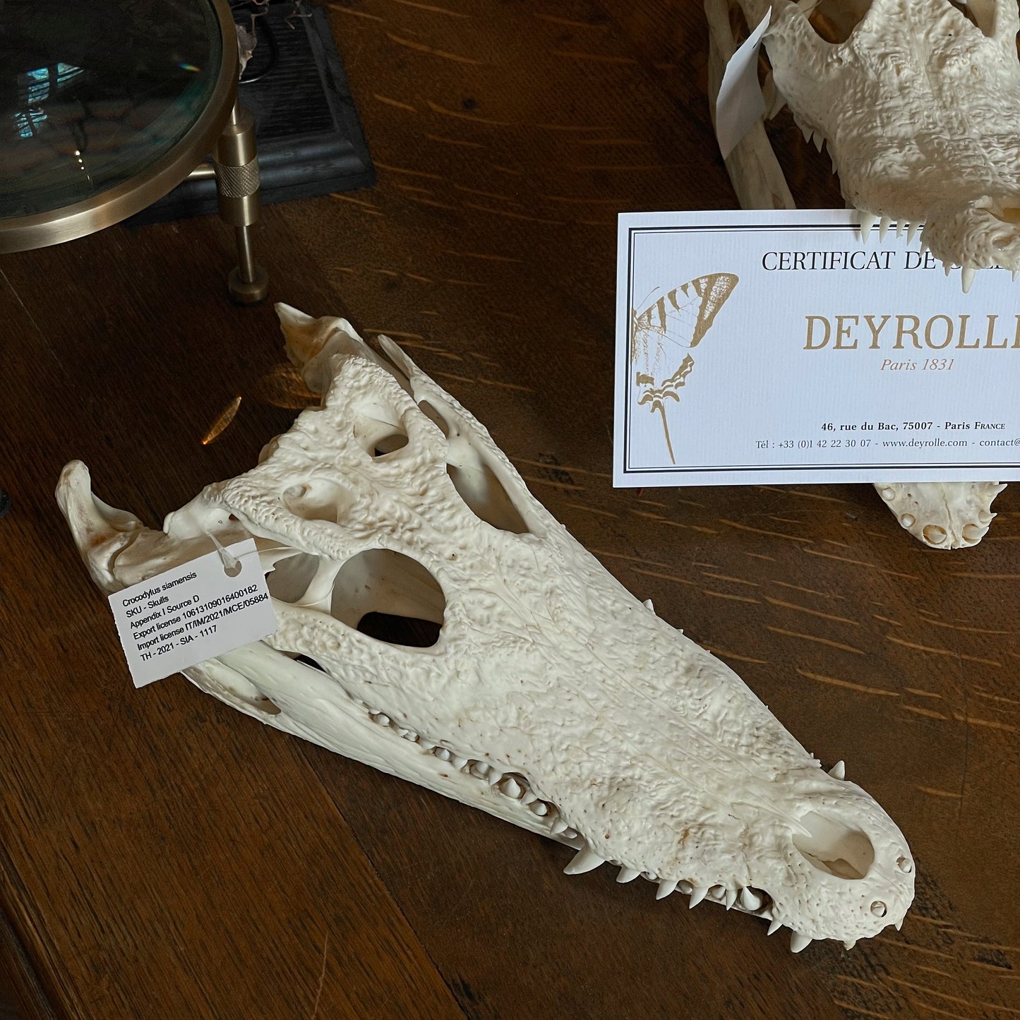 Siamese crocodile skull